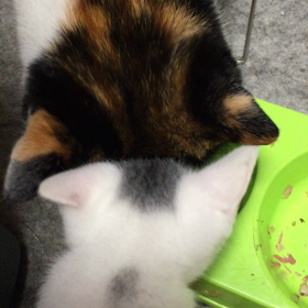 大人の猫とのエサ争い？の画像