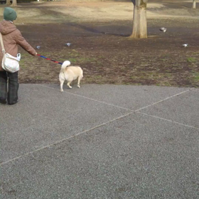 野生児ドリーの画像