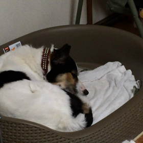 犬の寝言 聞いたことありますか？の画像
