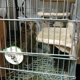 ボクシング！！の画像