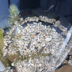 グッピー元気でした！の画像