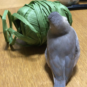 今日の文鳥の画像