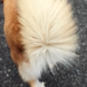 お尻ふりふりの画像