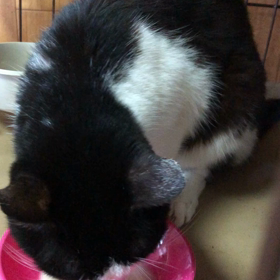 まるちゃん、食べてますよの画像