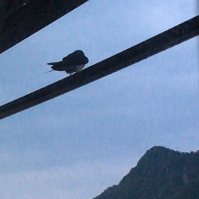 Swallow's wake up call♪の画像