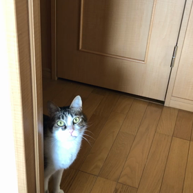 帰省の為に2匹をバギーに乗せたいにゃ！の画像