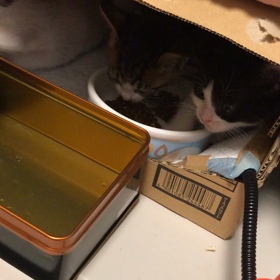 子猫ちゃん達【多頭レスキュー】の画像