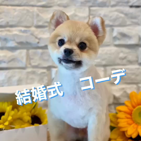 ⭐いちごのお友だち⭐の画像