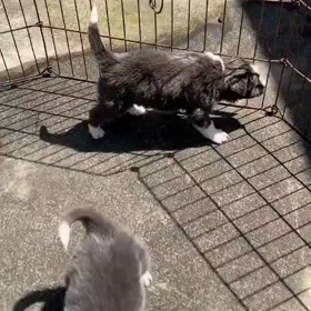 ボーダーコリー優斗の画像