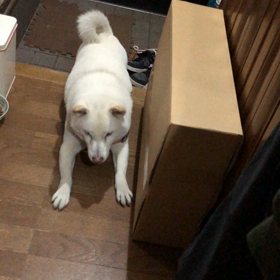 とっても可愛い動画 見てねの画像