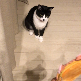 パ〜ンチ！の画像