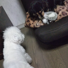 今日のはなちゃん243、モモちゃん199の画像