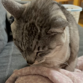 フウ"(ﾉ*>∀<)ﾉの画像