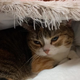 むぎ:家族5年92日めの画像