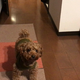 和鉄くんをダマしてみた？の画像