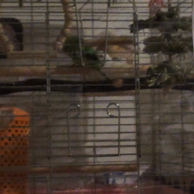 おしゃべり♩の画像