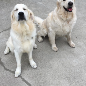 ゴールデン2ショット！の画像