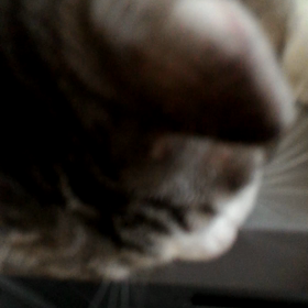 免疫力アゲアゲ٩(๑>∀<๑)۶の画像