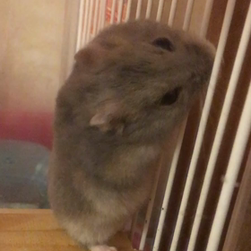 欲しがり屋の画像