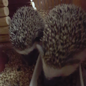 生後44日の画像