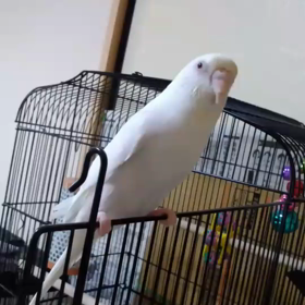 セキセイインコのぴよ吉の画像