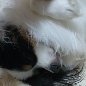 ママは兄弟犬？の画像