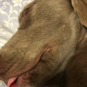 ピピ夢の中！？の画像