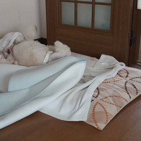 暴れるむぎの画像