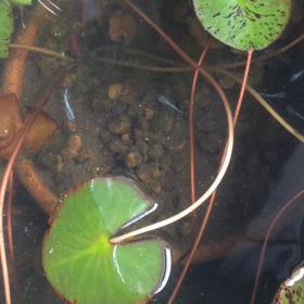 熱帯睡蓮の画像