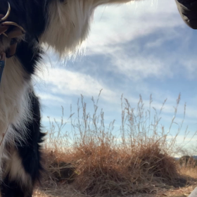 ハンナ口輪③の画像