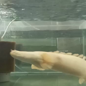 怪物プラチナエンドリケリー！！の画像
