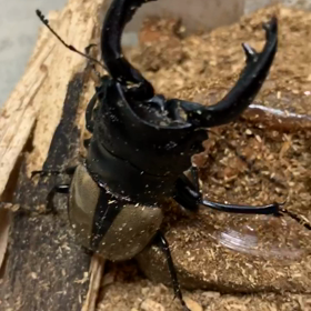 癒されます (*^^*)の画像