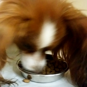 ココアちゃん２の画像