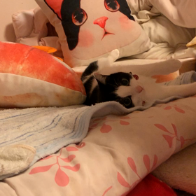 猫じゃらしのお時間の画像