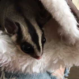 ペットホテルで6泊7日の画像