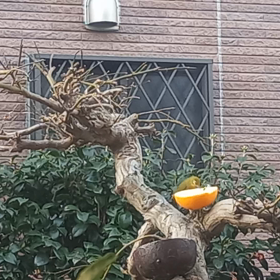 朝から鳥の画像