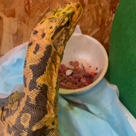動物プロダクションの日常。(ヤマダのお食事)の画像