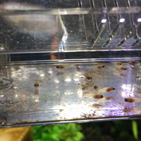 モーリーの赤ちゃん産まれました！の画像