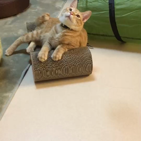 タルトくん&ラムちゃんの画像