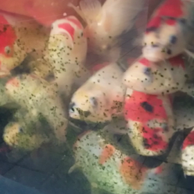 わかった！の画像