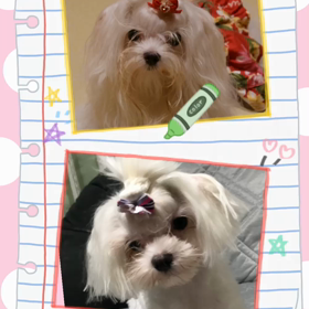 カットしたらきらちゃん　しじみちゃん❣️の画像