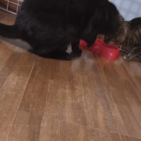 今夜のにゃんこズ  ΦωΦฅ♡ΦωΦ*の画像