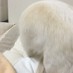 ホリホリチワシュウの画像