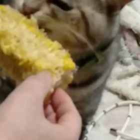 モロコシ好きの画像