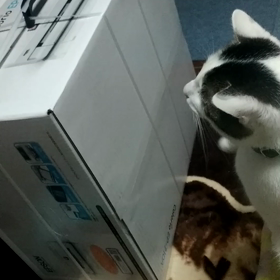 新しいのが欲しいそうです。の画像