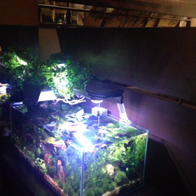 すいそその画像