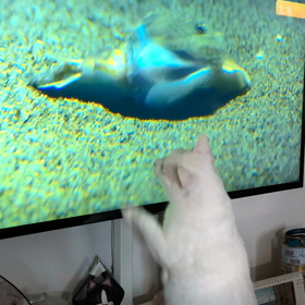 今朝の らったんの画像