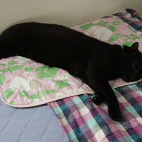 世界猫の日。の画像