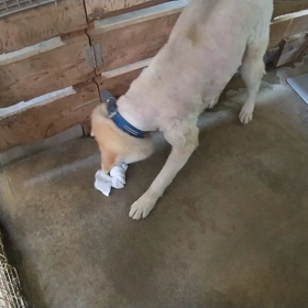 夏仕様の和歌ちゃん動画。お楽しみ下さい。の画像