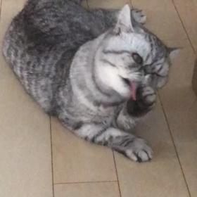 美味しいにゃ〜の画像